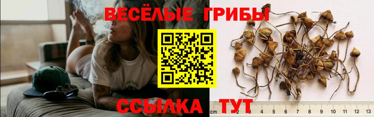 Альметьевск  Галлюциногенные грибы Cubensis  Галлюциногенные грибы ЛСД  Вход с VPN 